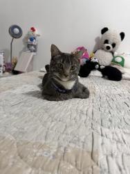 Lost Male Cat last seen 185th St, Wadsworth Ave, New York, NY 10033