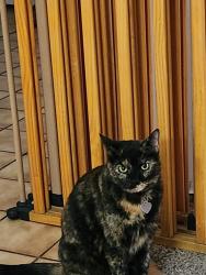 Lost Female Cat last seen 57th ave and Indian school , Phoenix, AZ 85031
