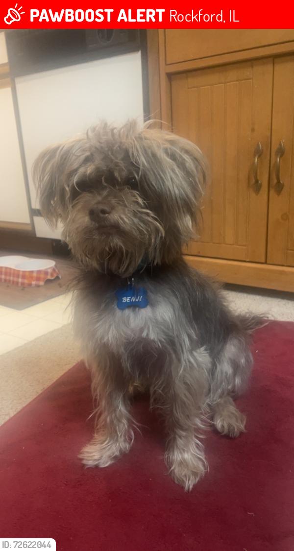 Lost Male Dog last seen By south main bridge , Rockford, IL 61104