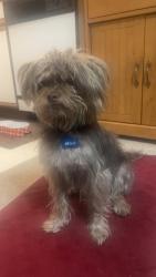Lost Male Dog last seen By south main bridge , Rockford, IL 61104