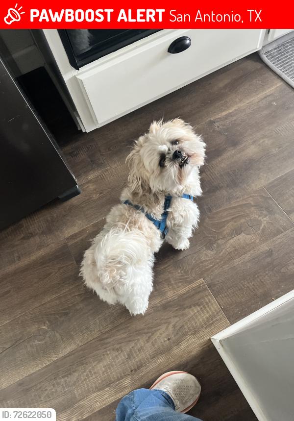 Lost Male Dog last seen Timberhill and Foxwood, San Antonio, TX 78238