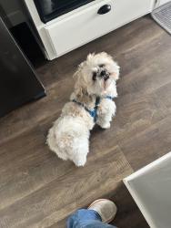 Lost Male Dog last seen Timberhill and Foxwood, San Antonio, TX 78238