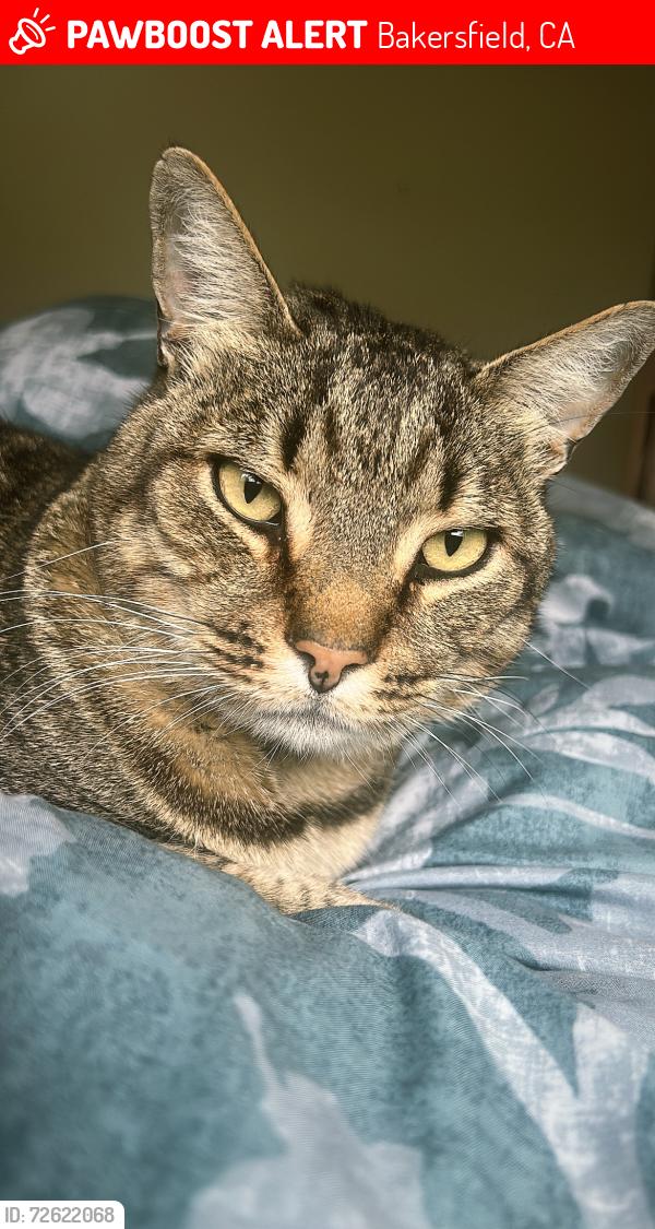 Lost Male Cat last seen College and Oswell, Bakersfield, CA 93306