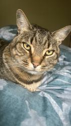 Lost Male Cat last seen College and Oswell, Bakersfield, CA 93306