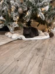 Lost Male Cat last seen West field high school Utah , Ogden, UT 84401