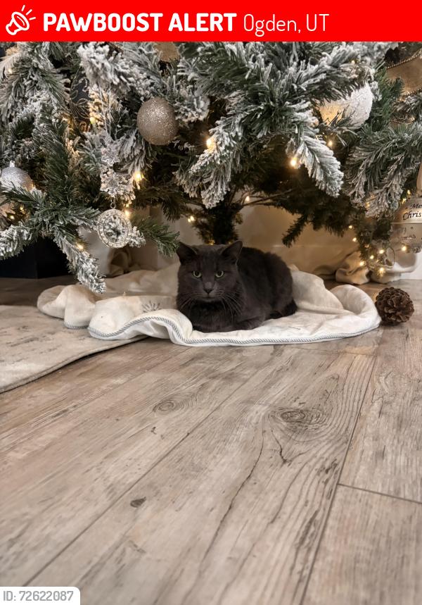 Lost Male Cat last seen West field high school Utah , Ogden, UT 84401