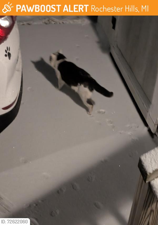 Found/Stray Unknown Cat last seen Avon on the lake manufactured  park  - Auburn Rd , Rochester Hills, MI 48309
