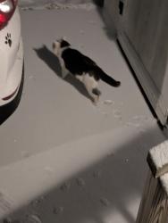 Found/Stray Unknown Cat last seen Avon on the lake manufactured  park  - Auburn Rd , Rochester Hills, MI 48309