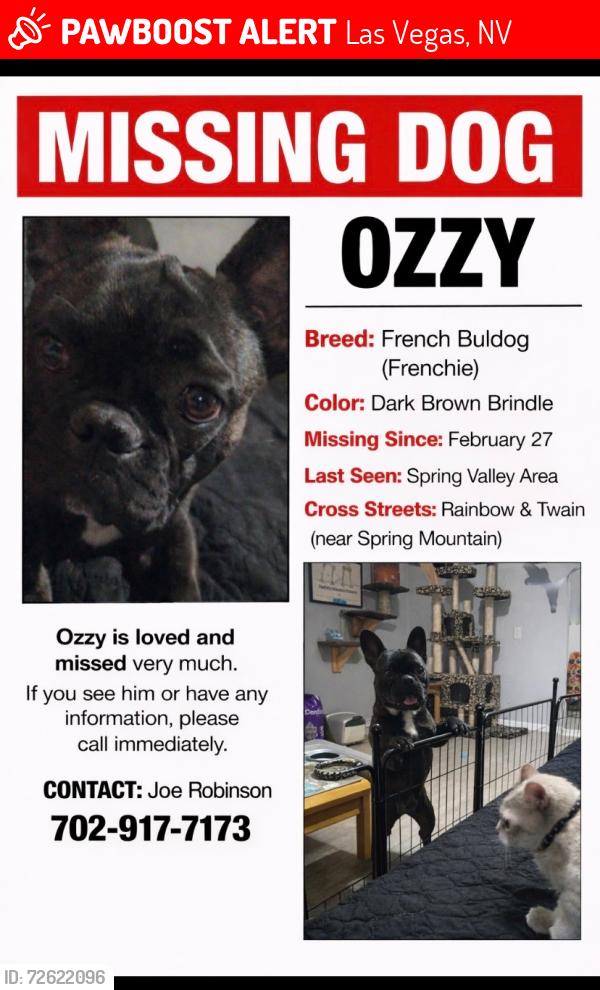 Lost Male Dog last seen Twain and rainbow, Las Vegas, NV 89103