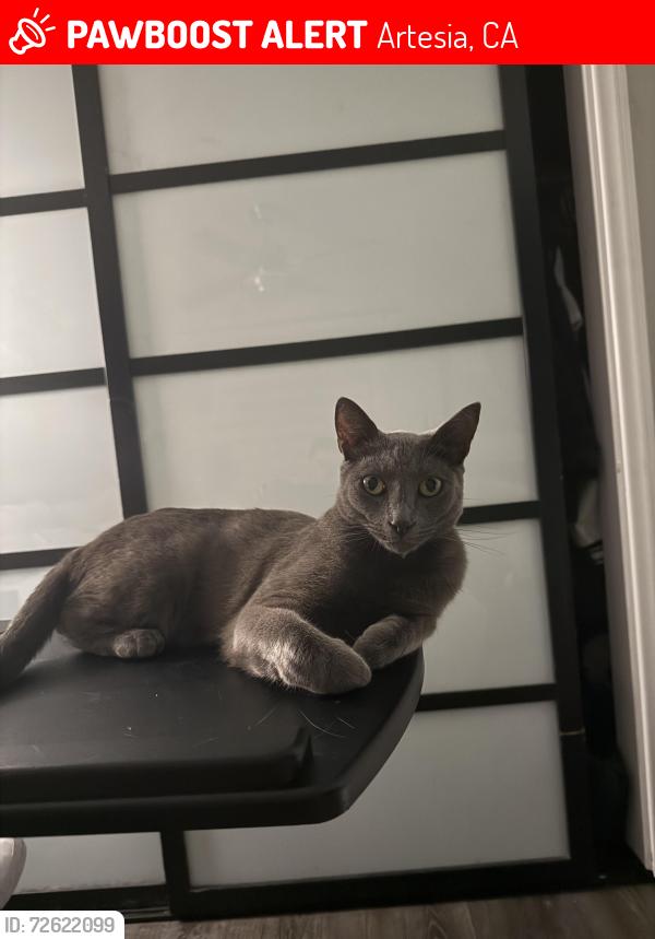 Lost Male Cat last seen Artesia Blvd and Norwalk or Pioneer , Artesia, CA 90701