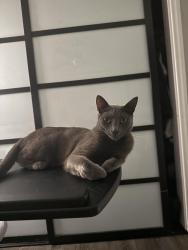 Lost Male Cat last seen Artesia Blvd and Norwalk or Pioneer , Artesia, CA 90701