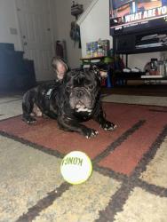 Lost Male Dog last seen Floyd Mayfield Dr, La Vergne, TN 37086