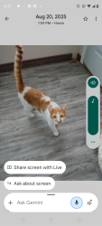Lost Male Cat last seen Texas coalition animal protection, Joshua, TX 76058