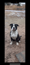 Lost Male Dog last seen S gun club rd , Aurora, CO 80018