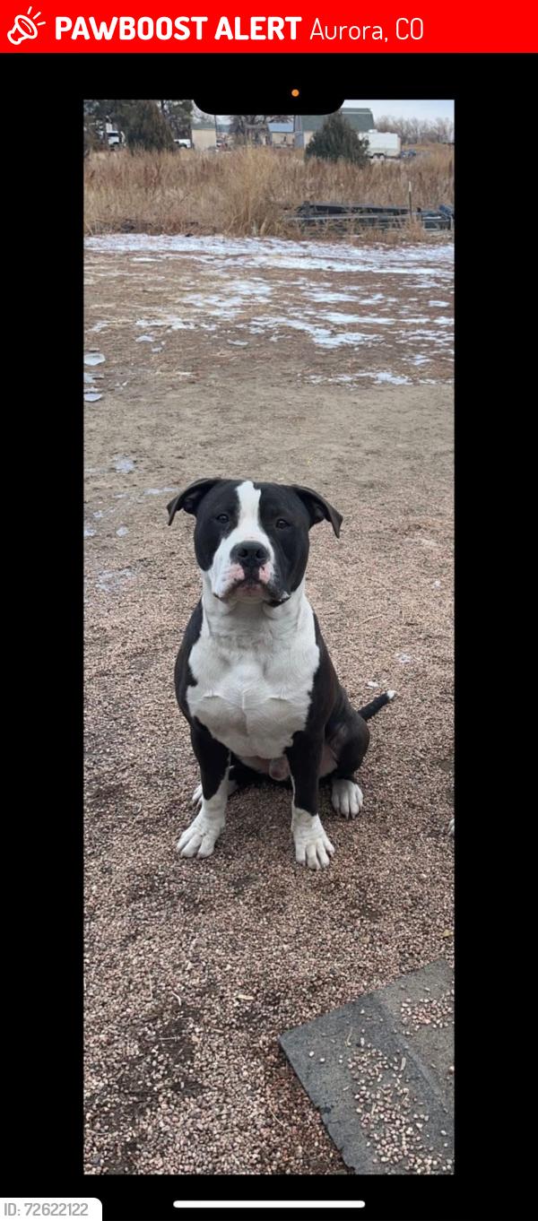 Lost Male Dog last seen S gun club rd, Aurora, CO 80018