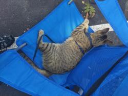 Lost Male Cat last seen Pride Park BRADENTON FLORIDA , Bradenton, FL 34203