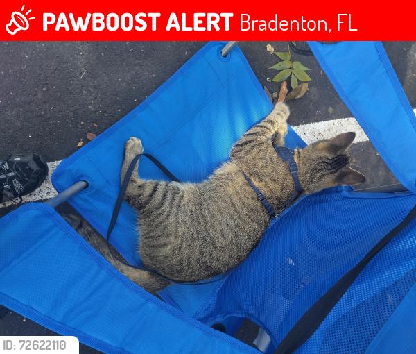 Lost Male Cat last seen Pride Park BRADENTON FLORIDA , Bradenton, FL 34203