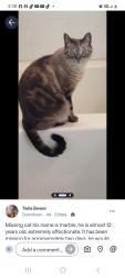 Lost Male Cat last seen Basic and water street , Henderson, NV 89015