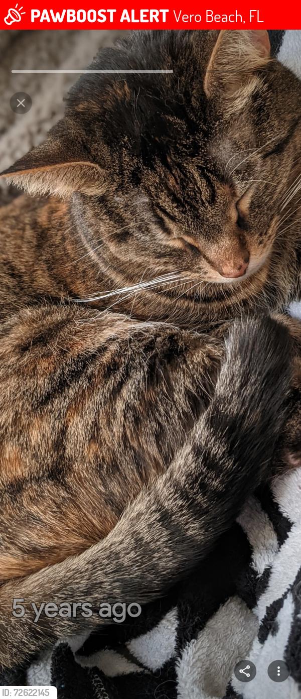 Lost Female Cat last seen Near 34th Ave SW Vero Beach FL , Vero Beach, FL 32968