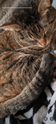 Lost Female Cat last seen Near 34th Ave SW Vero Beach FL , Vero Beach, FL 32968