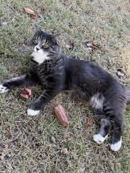 Lost Male Cat last seen Pinewood subdivision , Goldsboro, NC 27534