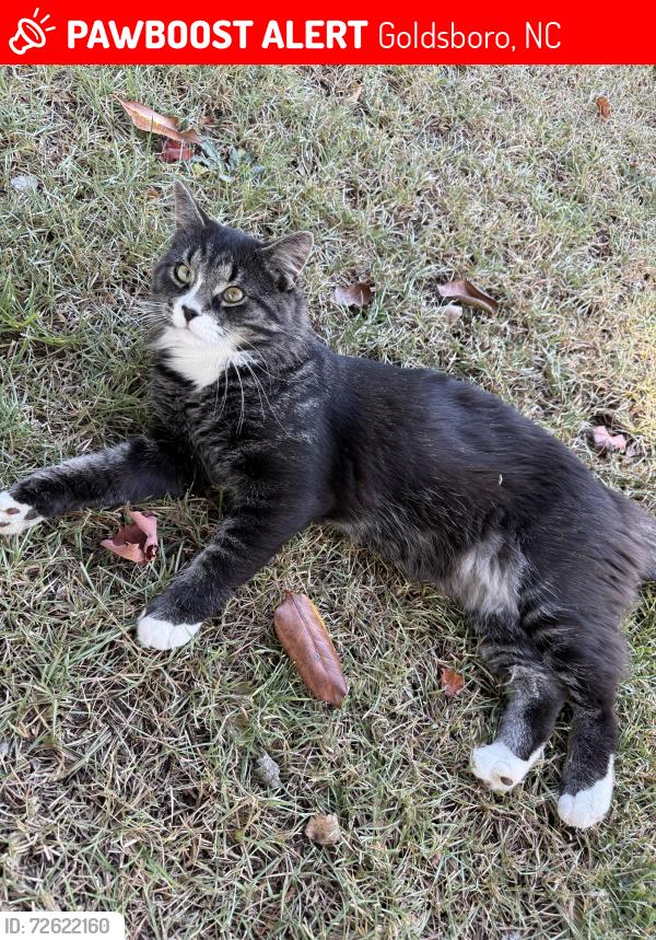 Lost Male Cat last seen Pinewood subdivision , Goldsboro, NC 27534