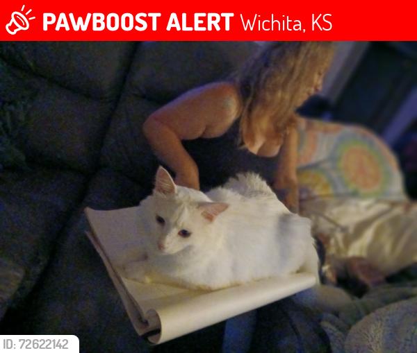 Lost Male Cat last seen Fern and merton, Wichita, KS 67213