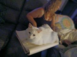 Lost Male Cat last seen Fern and merton, Wichita, KS 67213