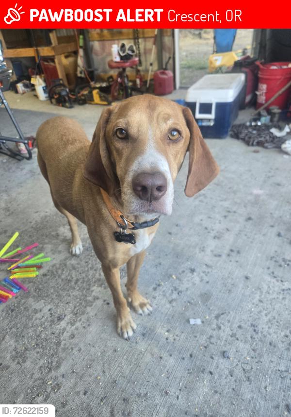 Lost Male Dog last seen Near Big Pines R.V park, Crescent, OR 97733