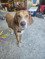 Lost Male Dog last seen Near Big Pines R.V park, Crescent, OR 97733