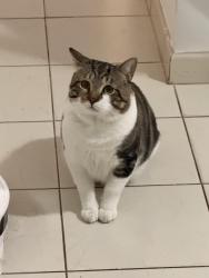 Lost Male Cat last seen W 60th st, Hialeah, FL 33012