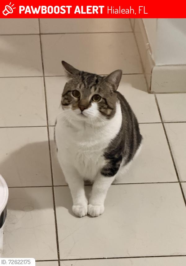 Lost Male Cat last seen W 60th st, Hialeah, FL 33012