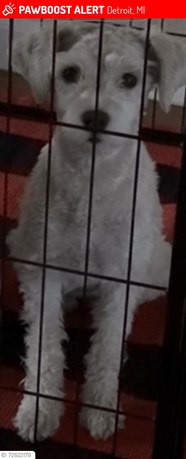 Lost Female Dog last seen 7mile, Detroit, MI 48234