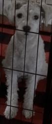 Lost Female Dog last seen 7mile, Detroit, MI 48234