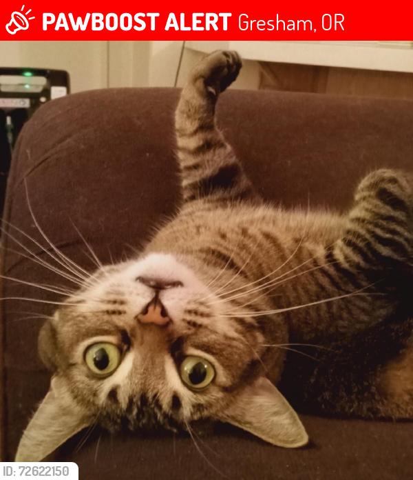 Lost Female Cat last seen SE ORIENT DR & SE 262ND AVE, Gresham, OR 97080