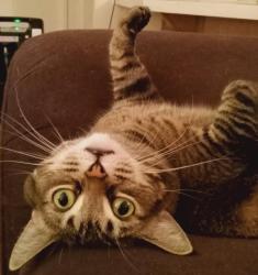 Lost Female Cat last seen SE ORIENT DR & SE 262ND AVE, Gresham, OR 97080