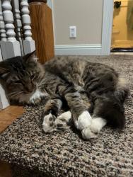 Lost Male Cat last seen Near Durham High School , Durham, CA 95938