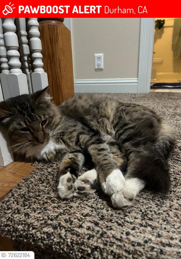 Lost Male Cat last seen Near Durham High School , Durham, CA 95938