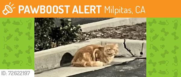 Found/Stray Male Cat last seen Montague expressway , Milpitas, CA 95131