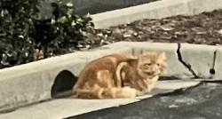Found/Stray Male Cat last seen Montague expressway , Milpitas, CA 95131