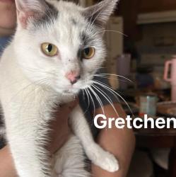 Lost Female Cat last seen Corner of 63 st NW and 101 ave NW, Edmonton, AB T6A 0H5