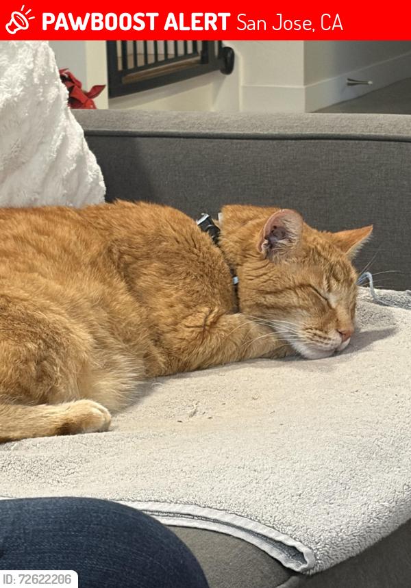 Lost Male Cat last seen Fall River drive, San Jose, CA 95120