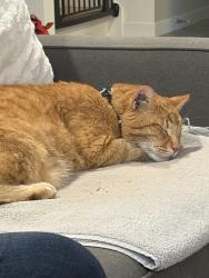 Lost Male Cat last seen Fall River drive, San Jose, CA 95120
