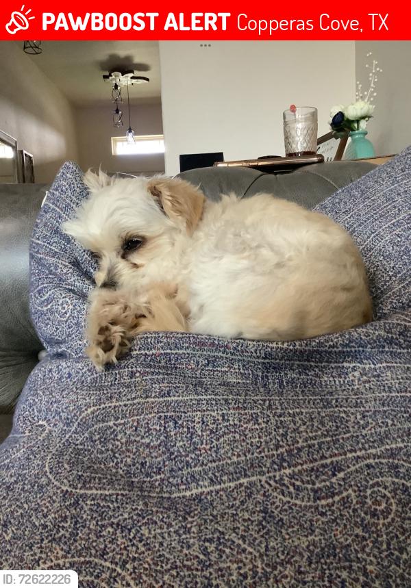 Lost Female Dog last seen Rhode's Park, Copperas Cove, TX 76522