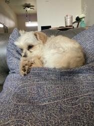 Lost Female Dog last seen Rhode's Park, Copperas Cove, TX 76522