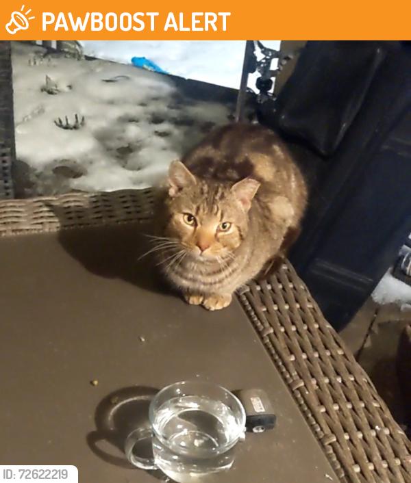 Found/Stray Male Cat last seen Near North Rockland High School Extension, West Haverstraw, NY 10923