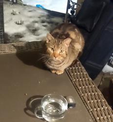 Found/Stray Male Cat last seen Near North Rockland High School Extension, West Haverstraw, NY 10923
