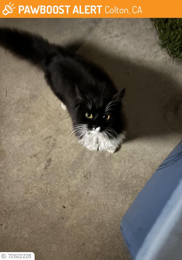 Found/Stray Unknown Cat last seen Ivy St & Vista Way off of Colton Ave and Mt Vernon in Colton, Colton, CA 92324