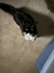 Found/Stray Unknown Cat last seen Ivy St & Vista Way off of Colton Ave and Mt Vernon in Colton, Colton, CA 92324