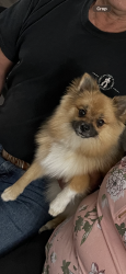 Lost Male Dog last seen Scrivener t, Lake Elsinore, CA 92530